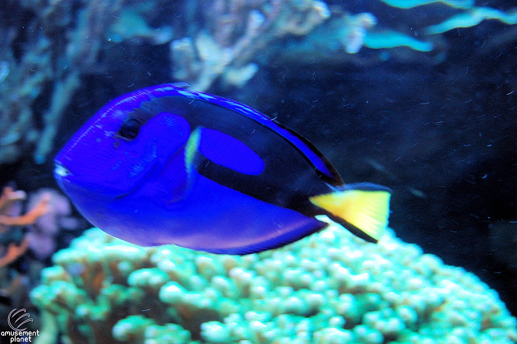 Journey to Atlantis Aquarium