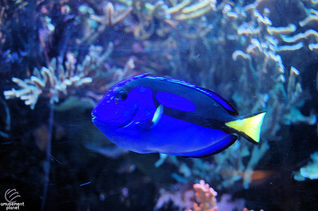 Journey to Atlantis Aquarium