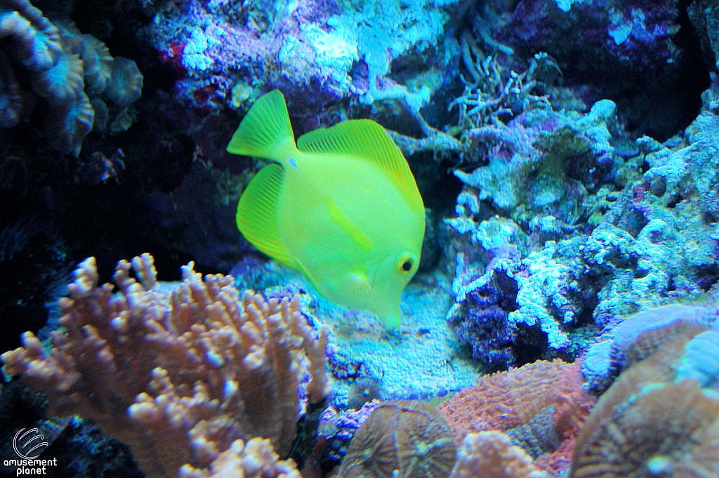Journey to Atlantis Aquarium