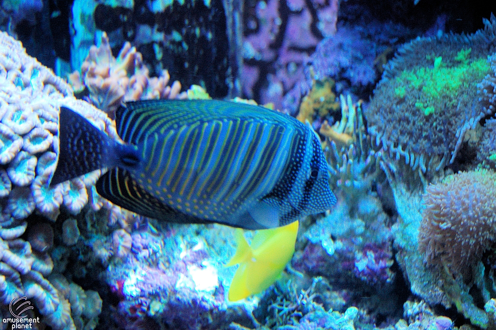 Journey to Atlantis Aquarium