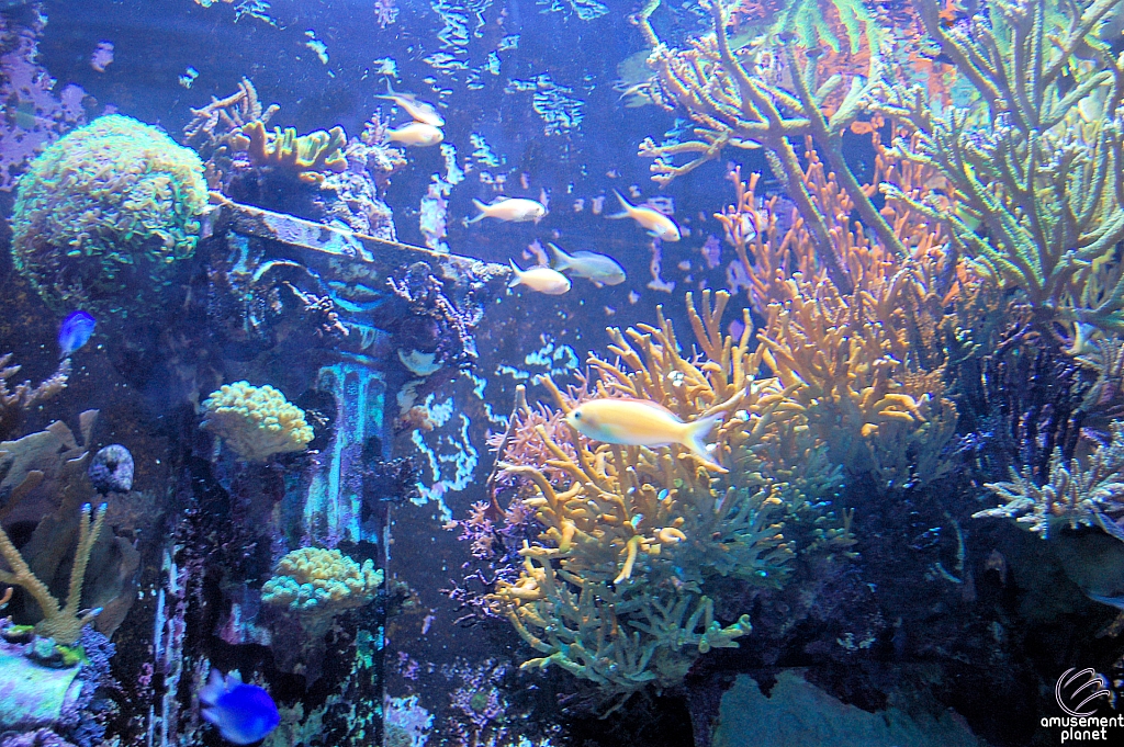 Journey to Atlantis Aquarium