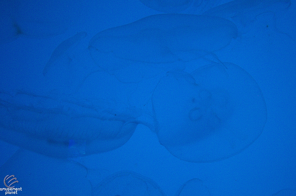 Journey to Atlantis Aquarium