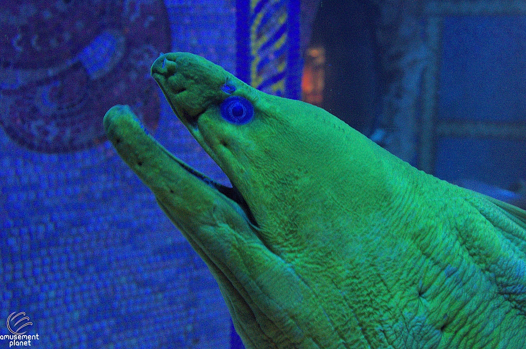 Journey to Atlantis Aquarium