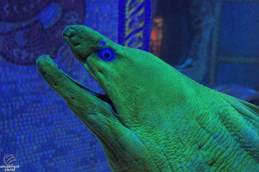 Journey to Atlantis Aquarium