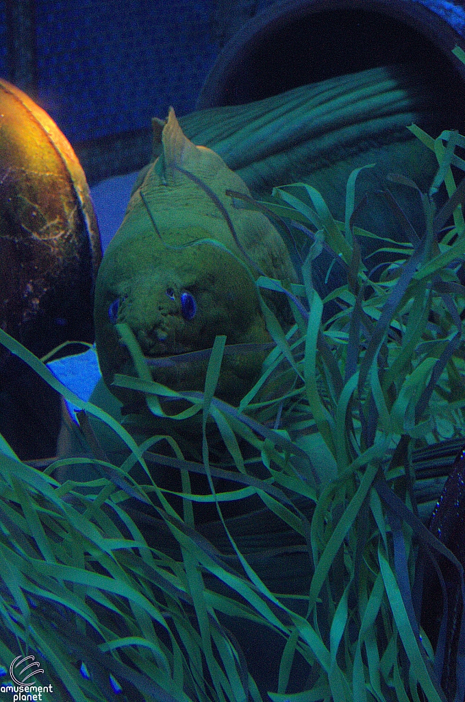 Journey to Atlantis Aquarium