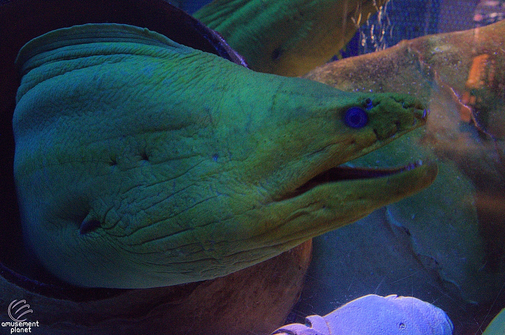 Journey to Atlantis Aquarium