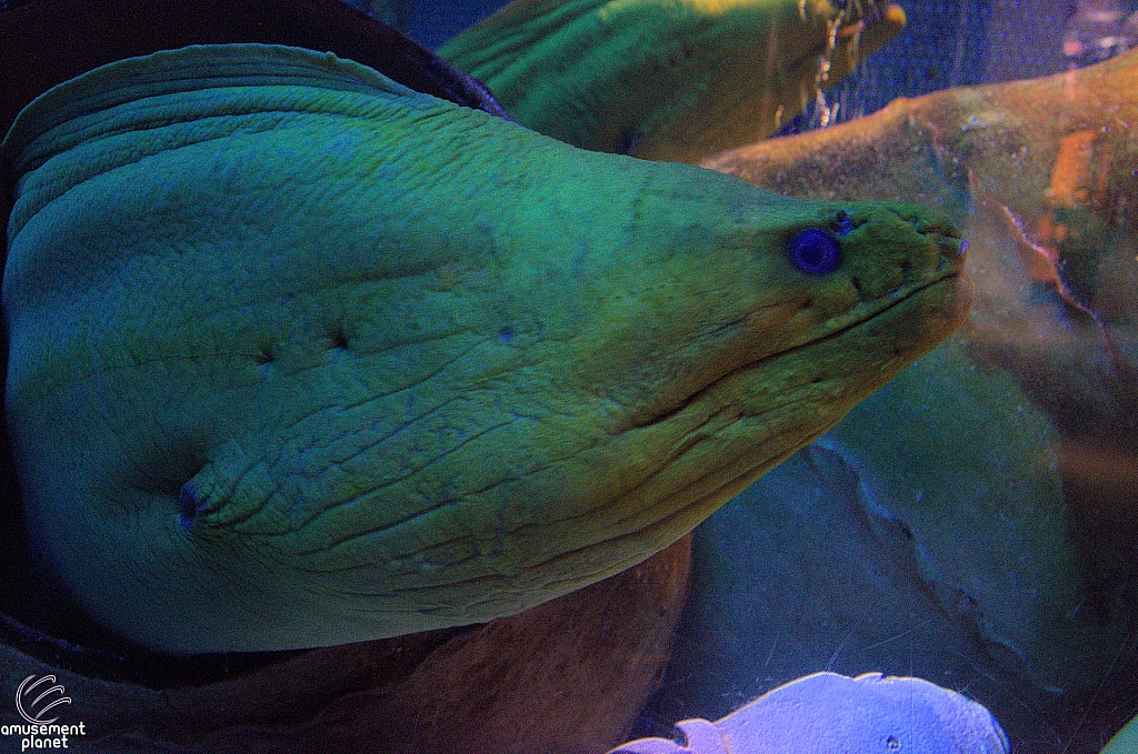 Journey to Atlantis Aquarium