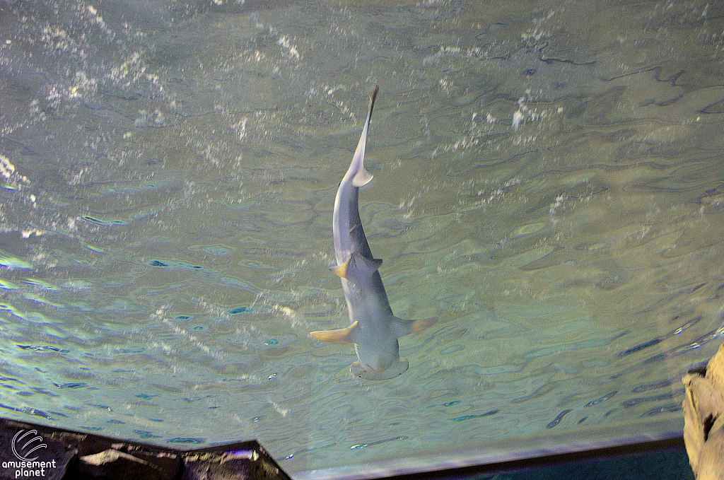 Manta Aquarium