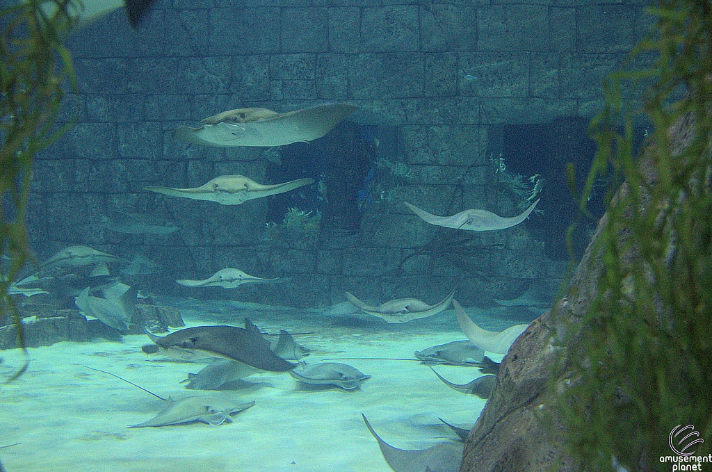 Manta Aquarium