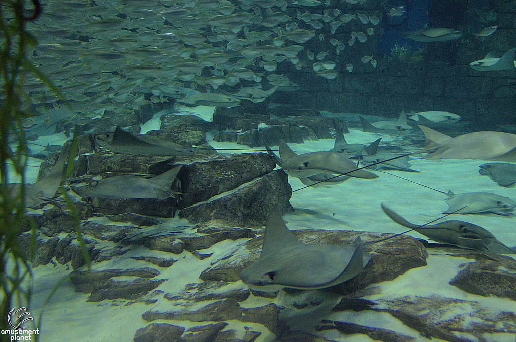 Manta Aquarium