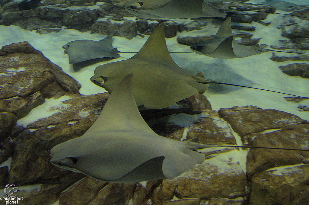 Manta Aquarium