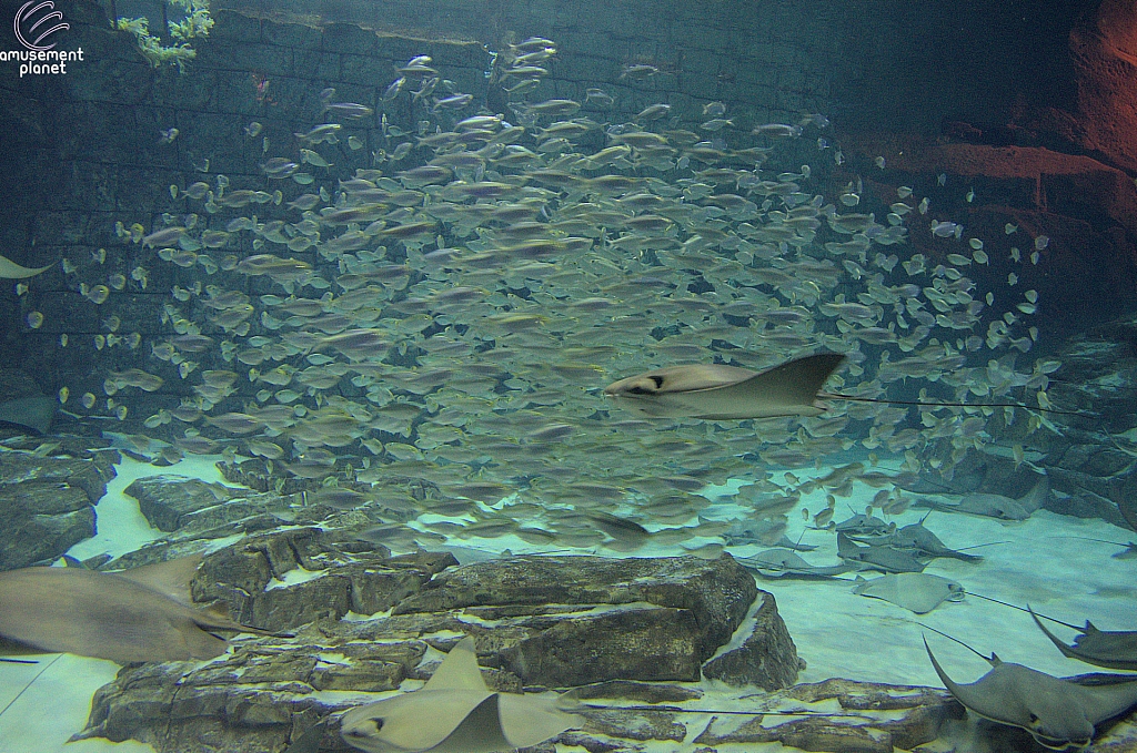 Manta Aquarium