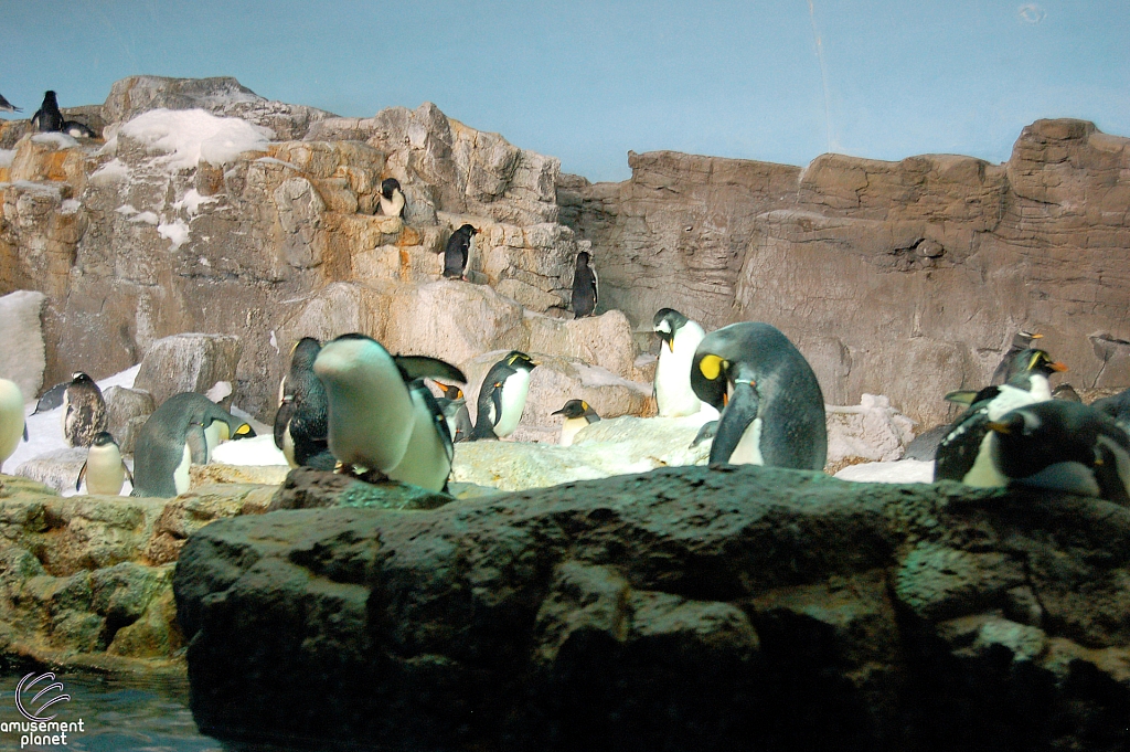 Penguin Encounter