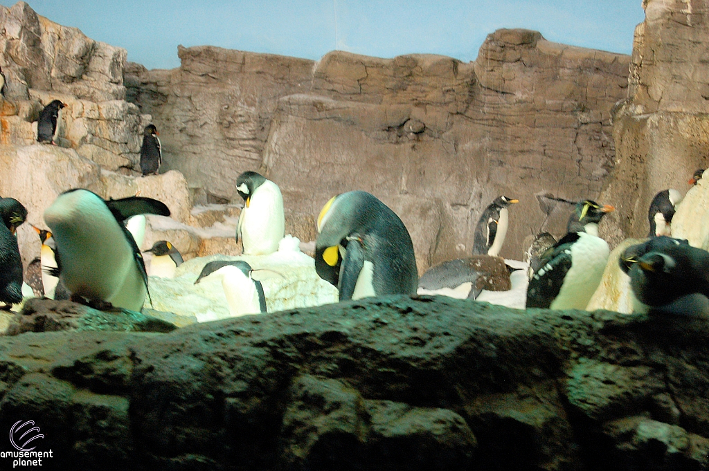 Penguin Encounter
