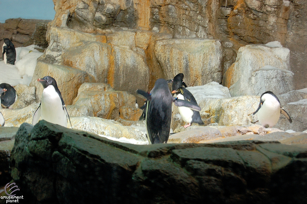 Penguin Encounter