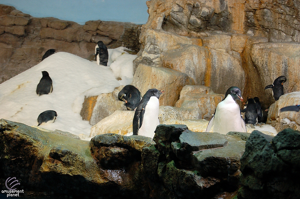 Penguin Encounter
