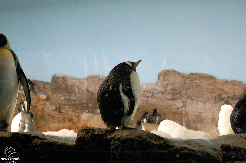 Penguin Encounter