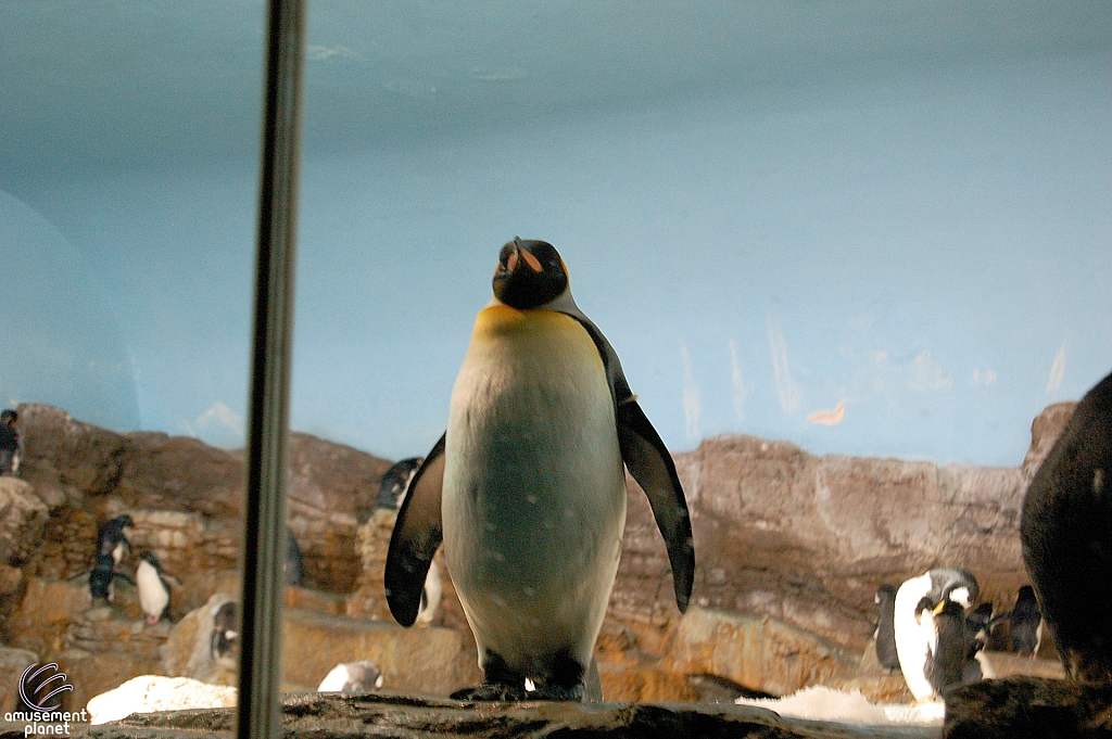 Penguin Encounter