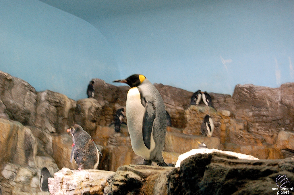 Penguin Encounter