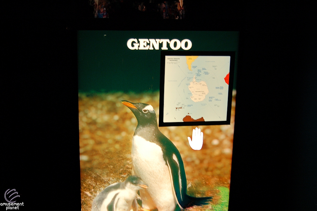 Penguin Encounter
