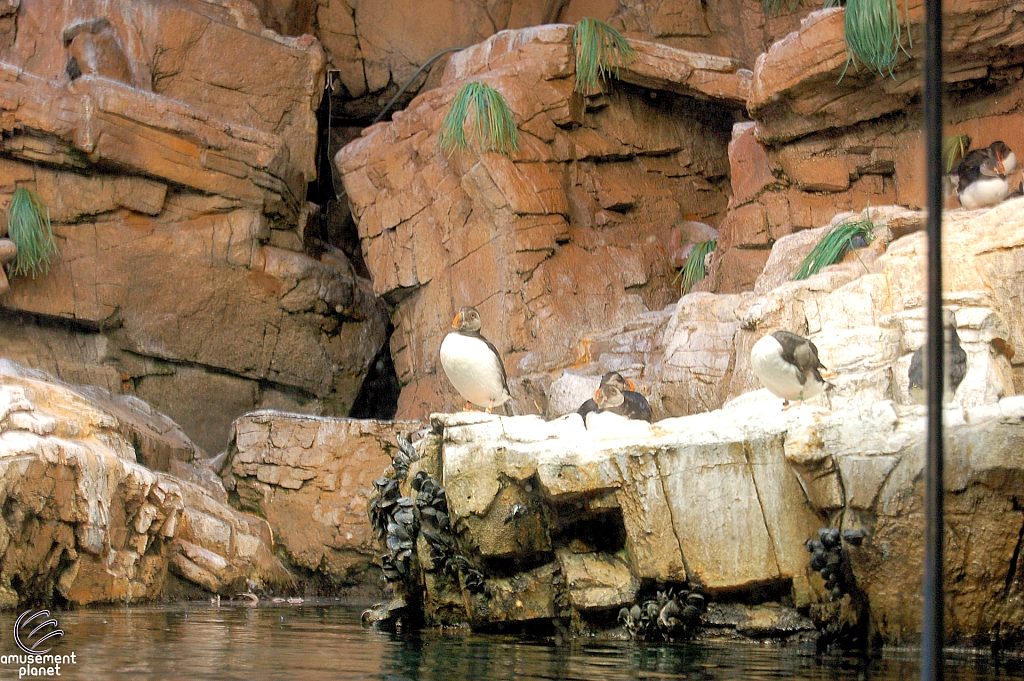 Penguin Encounter