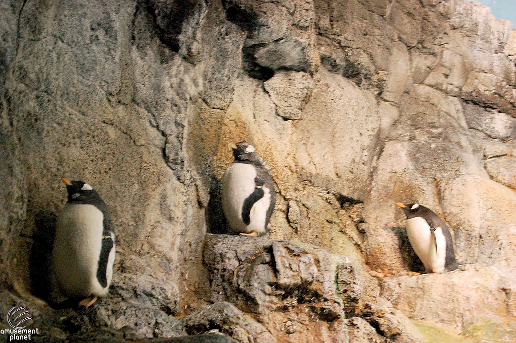 Penguin Encounter