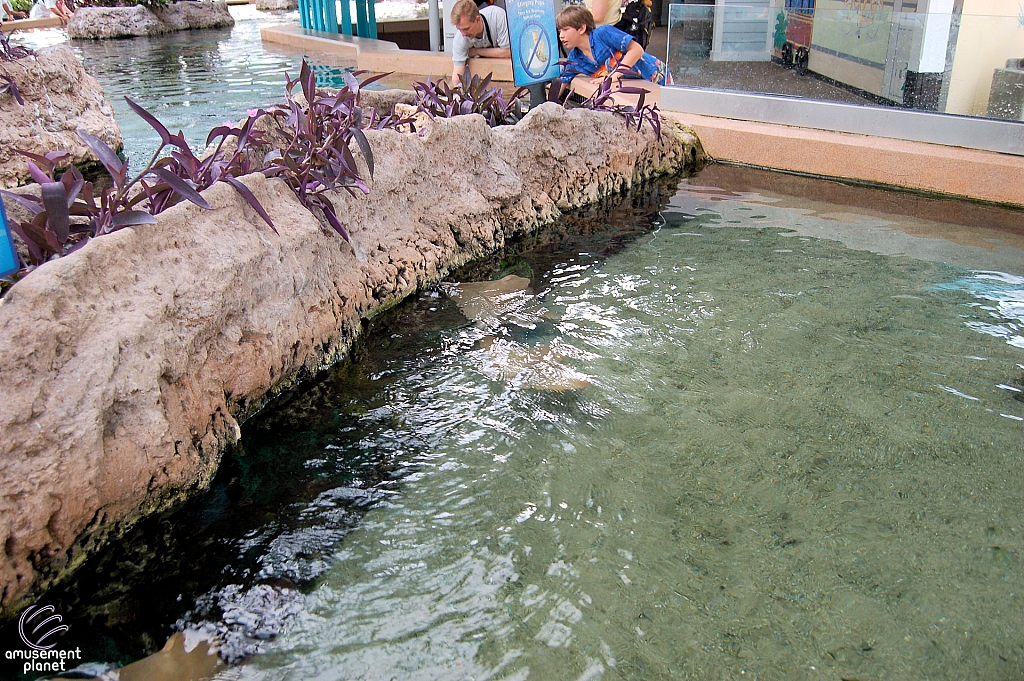 Sting Ray Lagoon