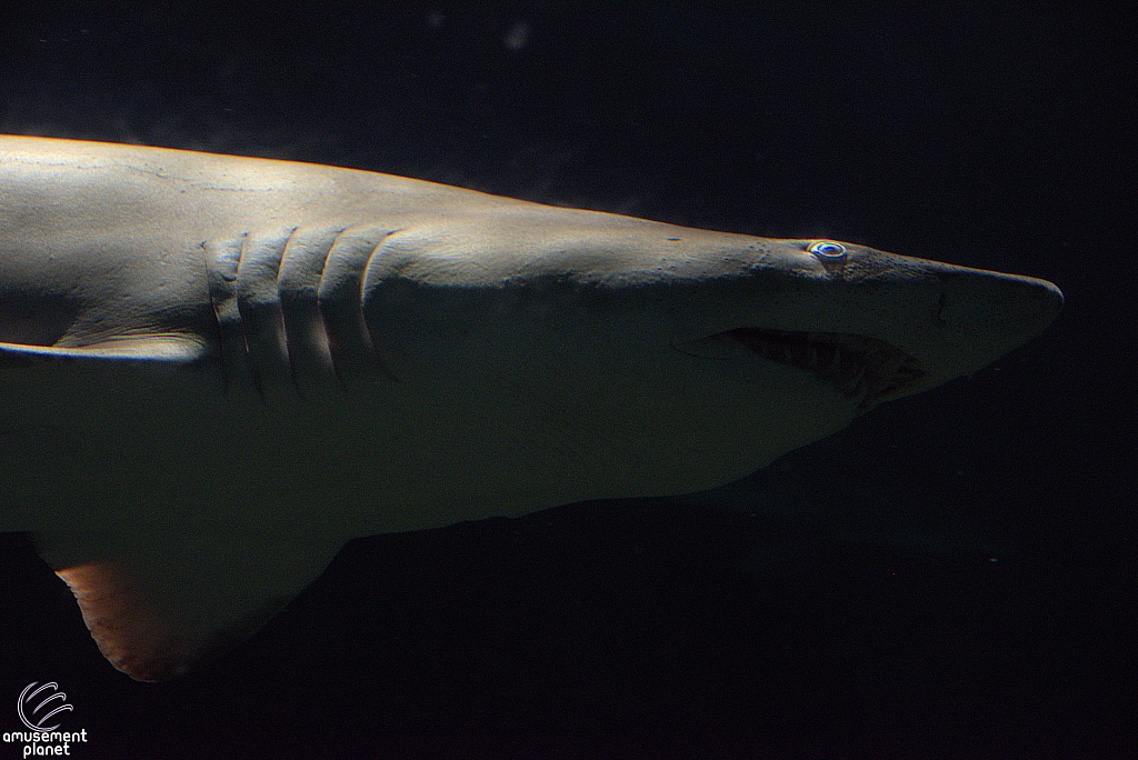 Shark Encounter