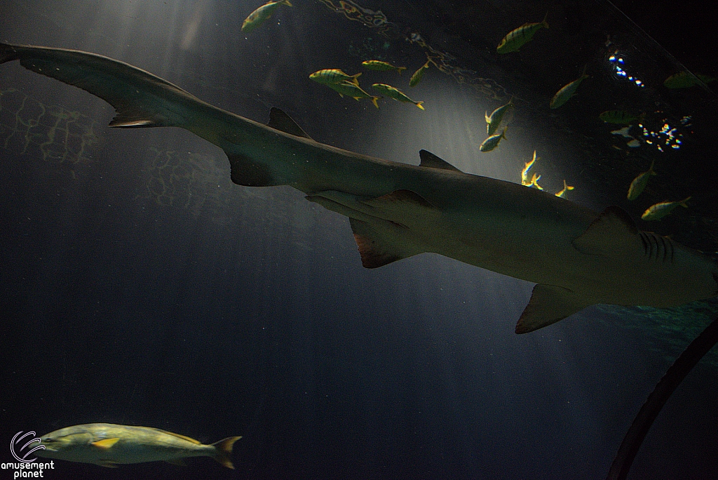 Shark Encounter
