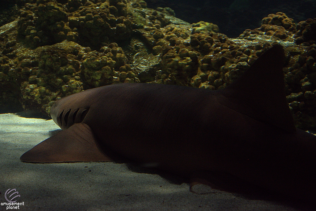 Shark Encounter