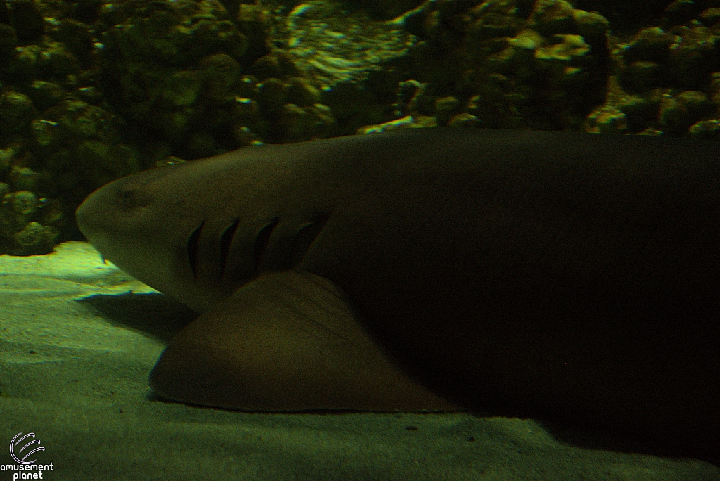 Shark Encounter