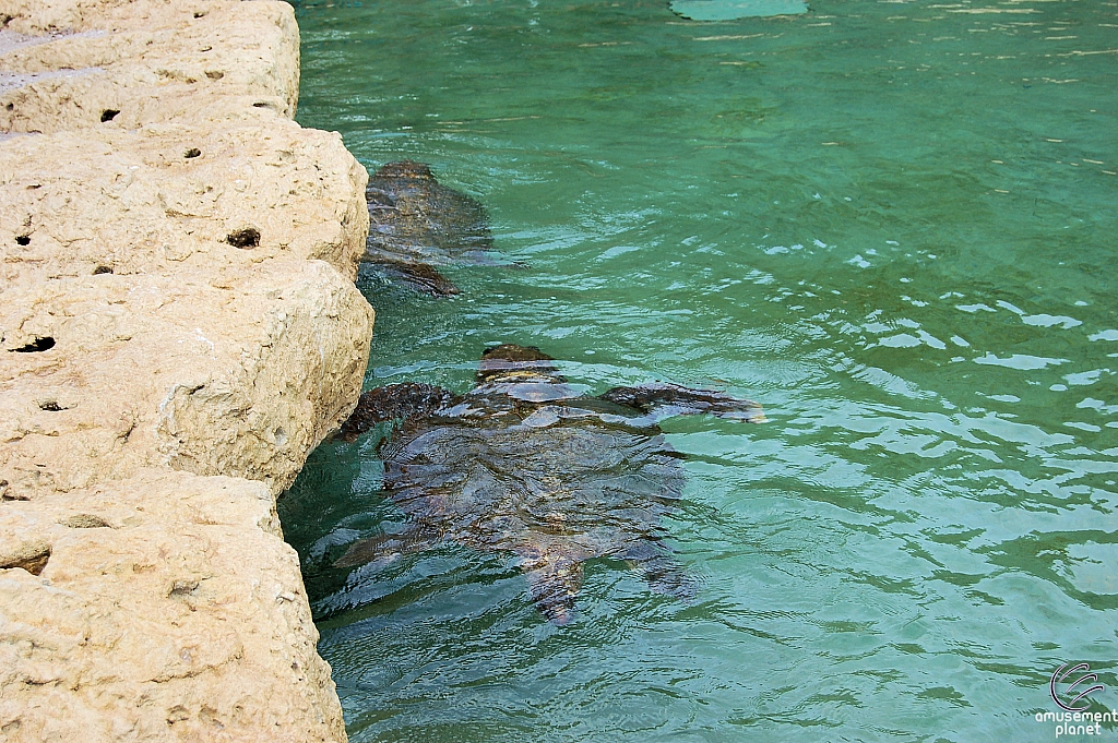 Turtle Point