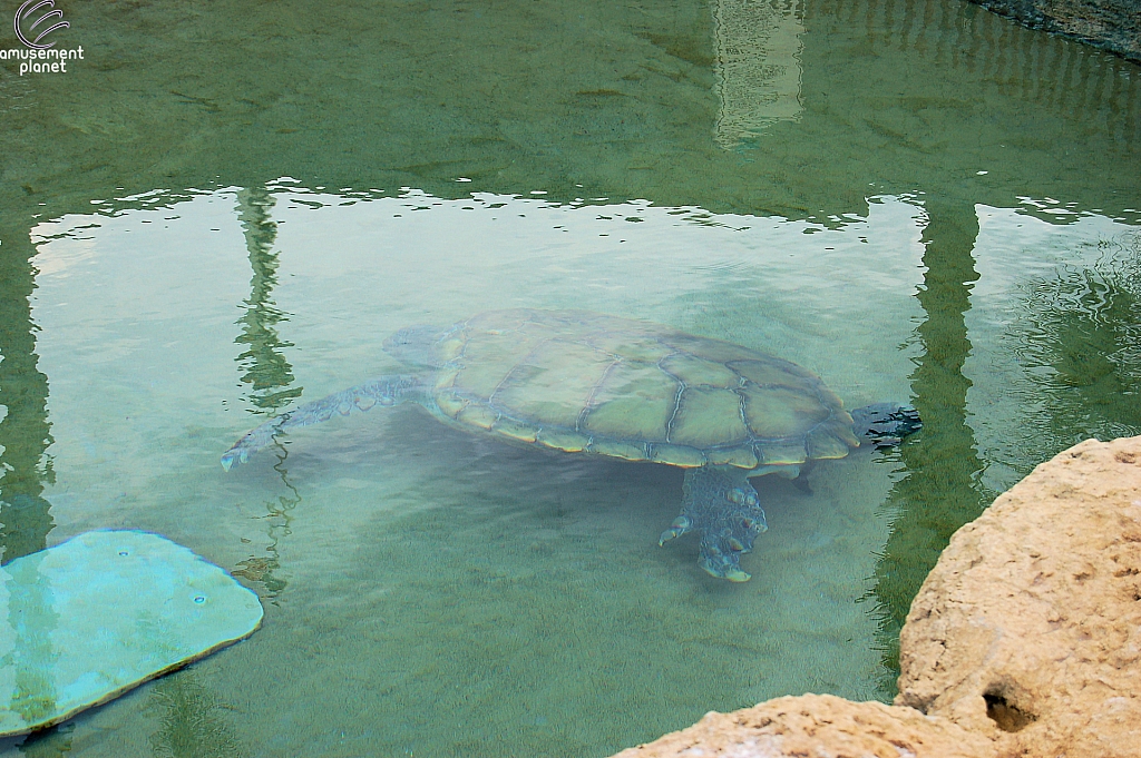Turtle Point
