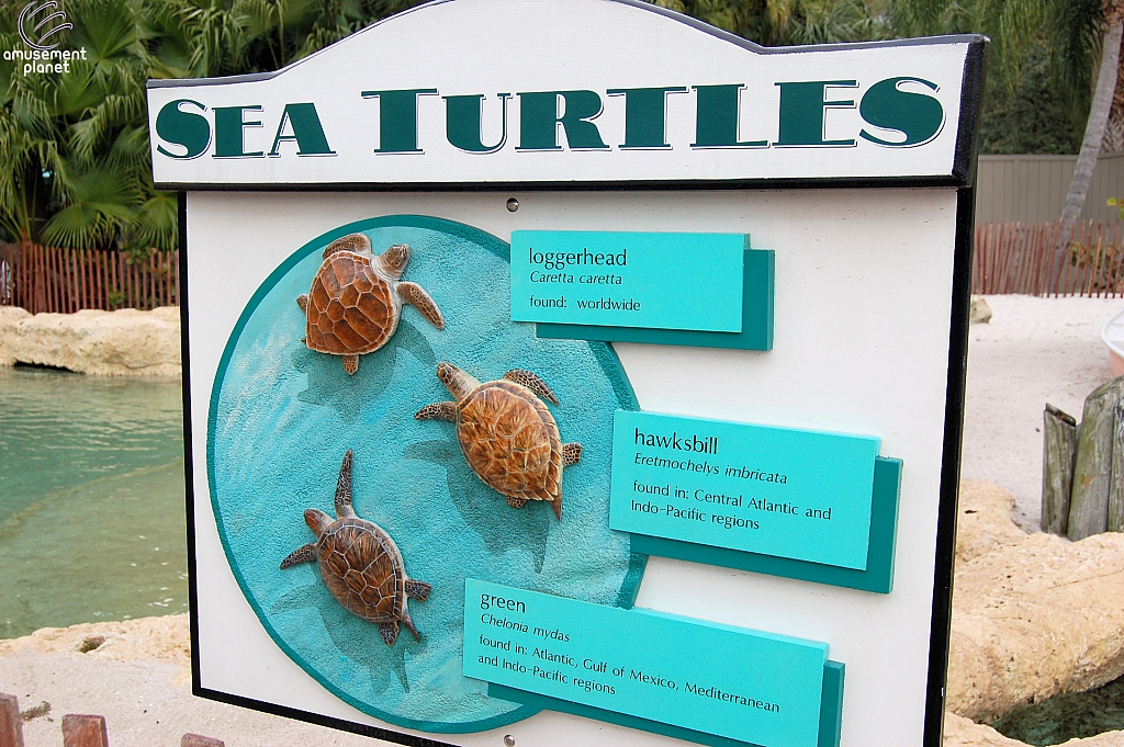 Turtle Point