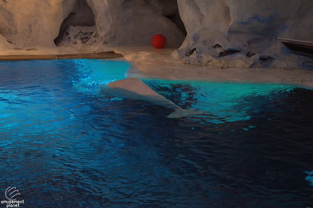 Wild Arctic Aquarium