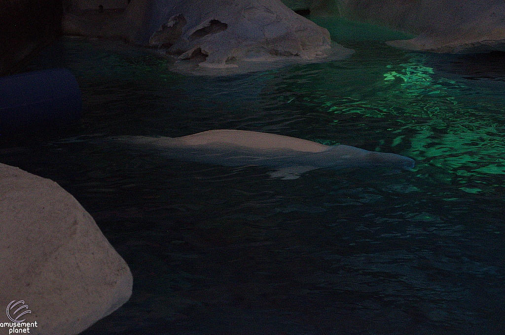 Wild Arctic Aquarium