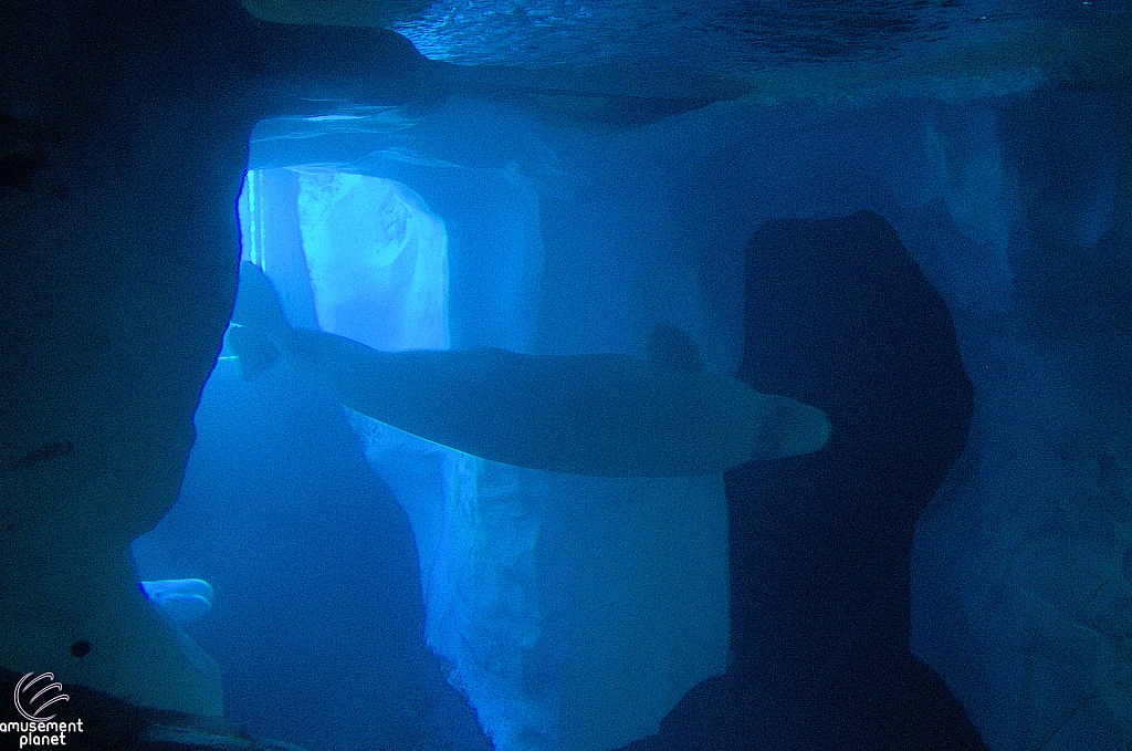 Wild Arctic Aquarium