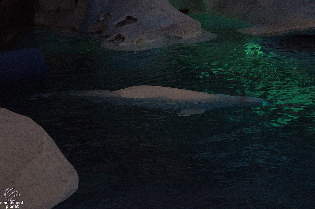 Wild Arctic Aquarium