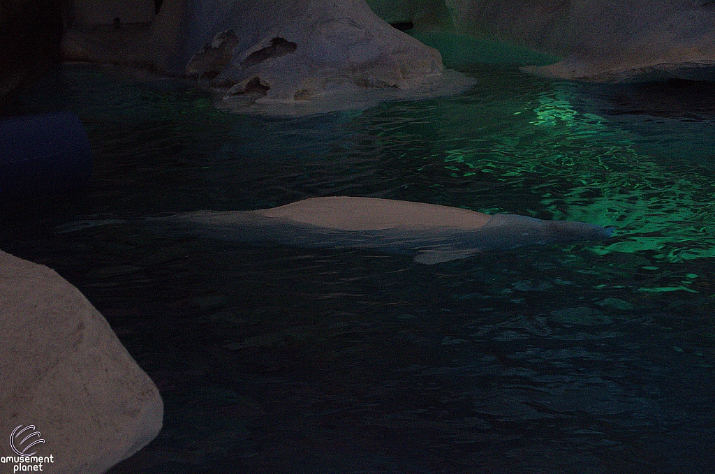 Wild Arctic Aquarium