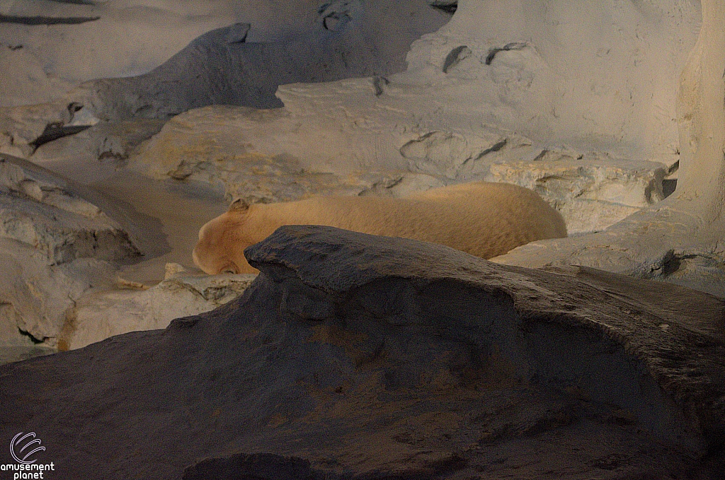 Wild Arctic Aquarium