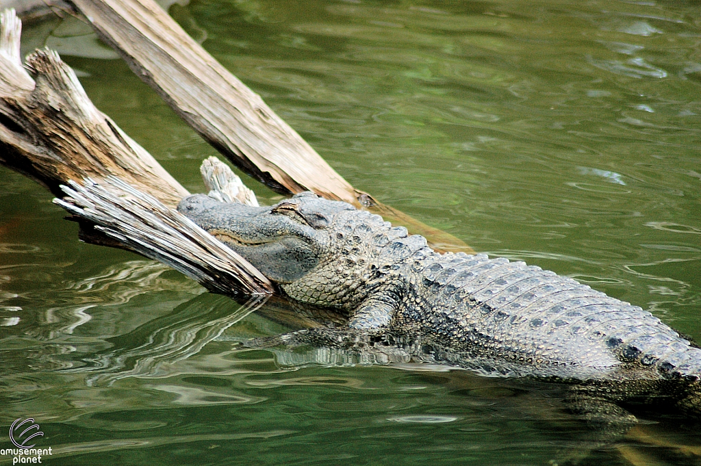 Alligators