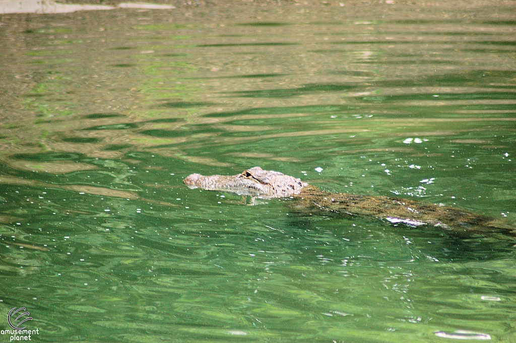 Alligators
