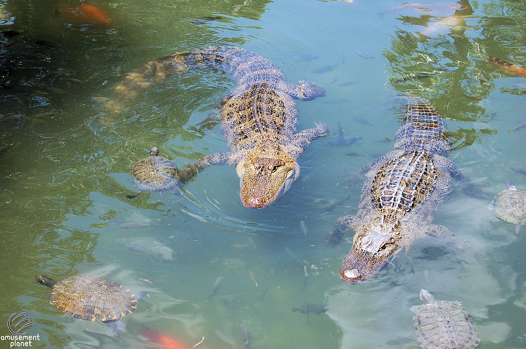 Alligators