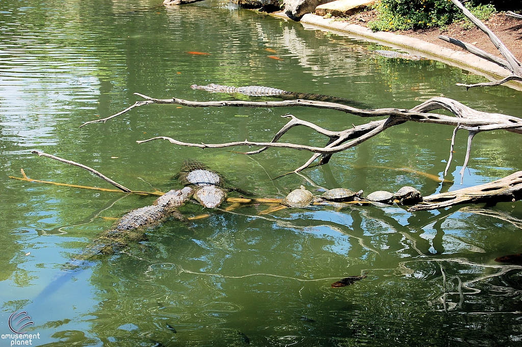 Alligators