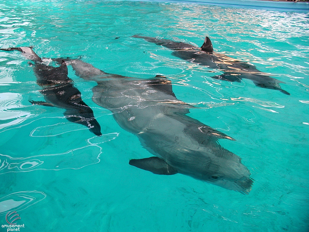 Dolphin Cove