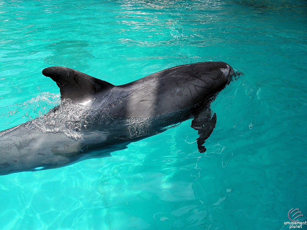 Dolphin Cove