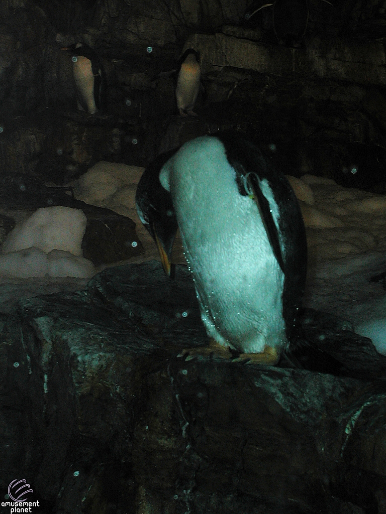 Penguin Encounter
