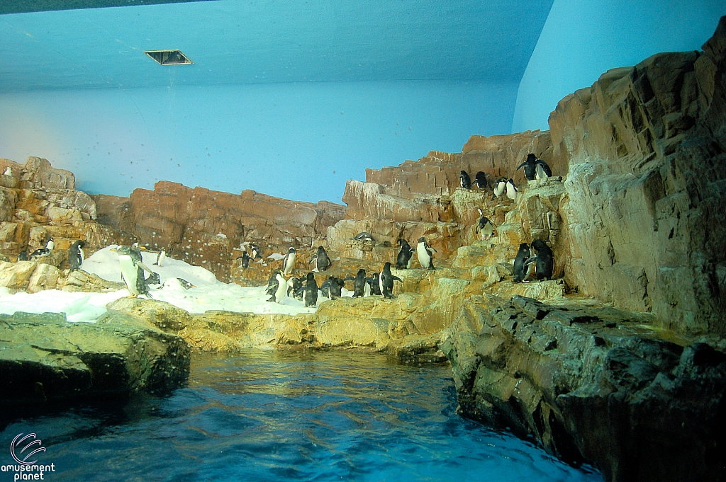 Penguin Encounter