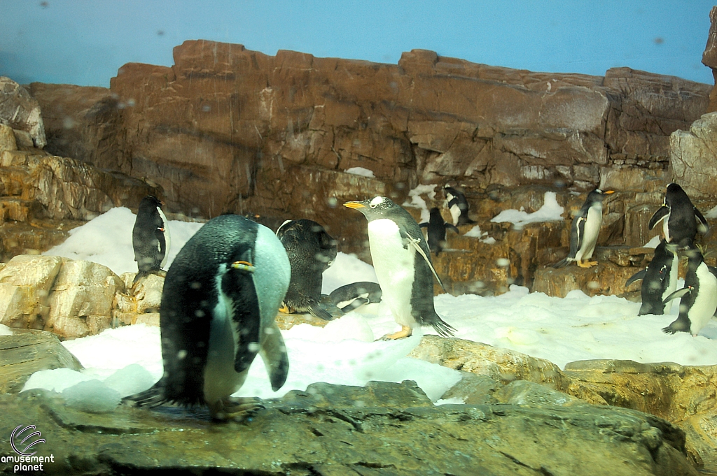 Penguin Encounter