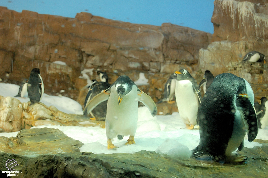 Penguin Encounter